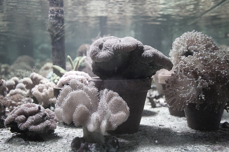 Killikus&reg; Fotographie